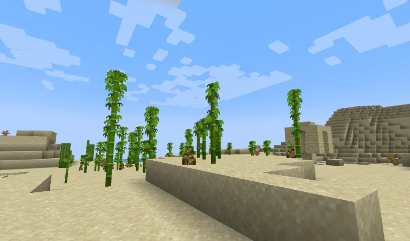 Bamboo growing in the desert